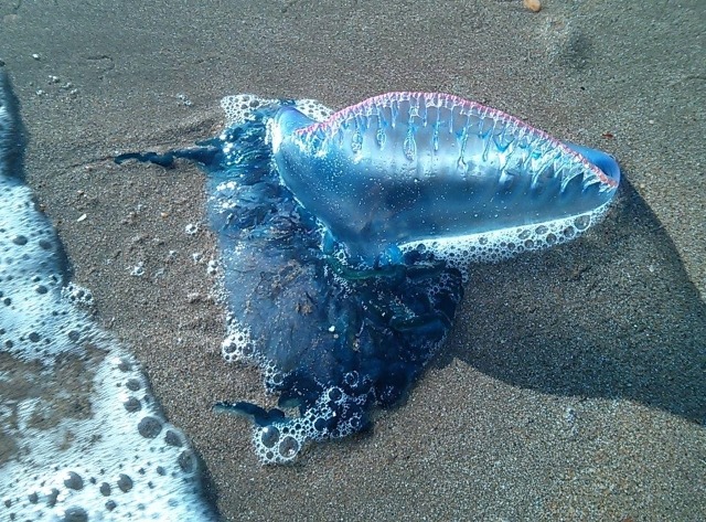 Algunas playas de la región de Valparaíso fueron cerradas por la presencia de la fragata portuguesa